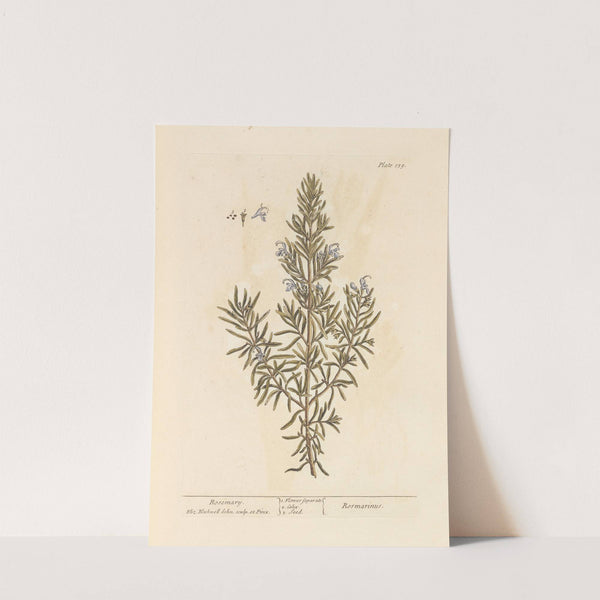 Rosemary by Elizabeth Blackwell