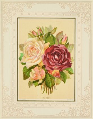 Roses