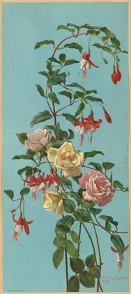 Roses and Fuchsia