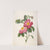 Rosier de Provinsi a fleurs roses et simples, from La Couronne Des Roses by Pierre Joseph Redouté