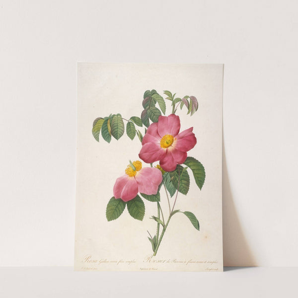 Rosier de Provinsi a fleurs roses et simples, from La Couronne Des Roses by Pierre Joseph Redouté