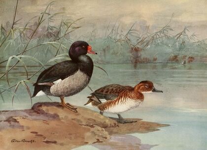 Rosy-Billed Duck