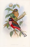 Rosy-breasted Trogon