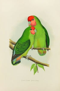 Rosy-Faced Love-Bird (1884-1887)