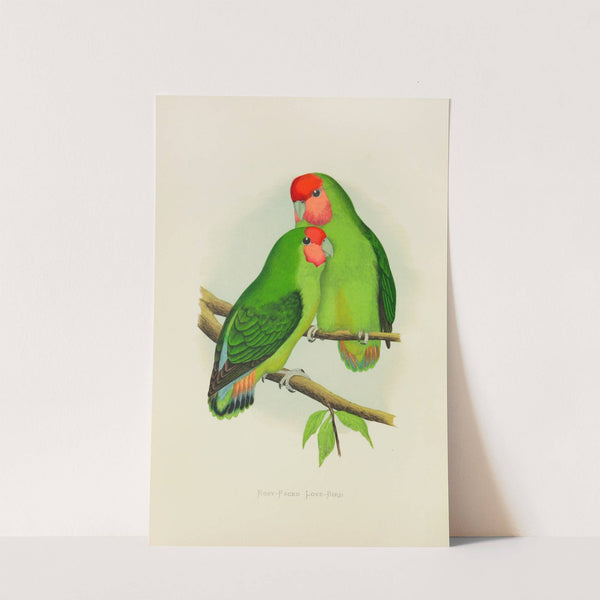 Rosy-Faced Love-Bird (1884-1887) by Alexander Francis Lydon