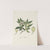 Rothmannia capensis Thunb, formerly gardenia capensis Druce (Wild Gardenia or common Rothmannia) by Robert Jacob Gordon