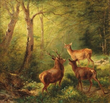 Rotwild in sonniger Waldlichtung