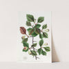 Rough-barked Thorn - Single-fruited variety by Sydenham Edwards