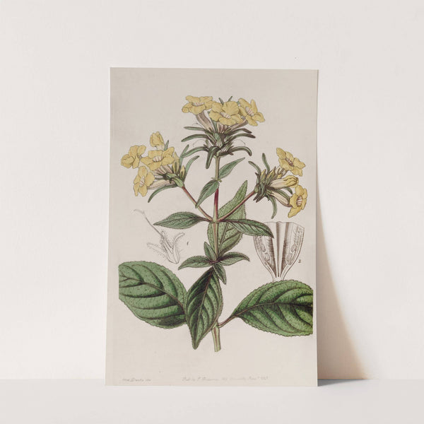 Rough-leaved Conehead by Sydenham Edwards