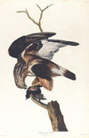 Rough-legged falcon
