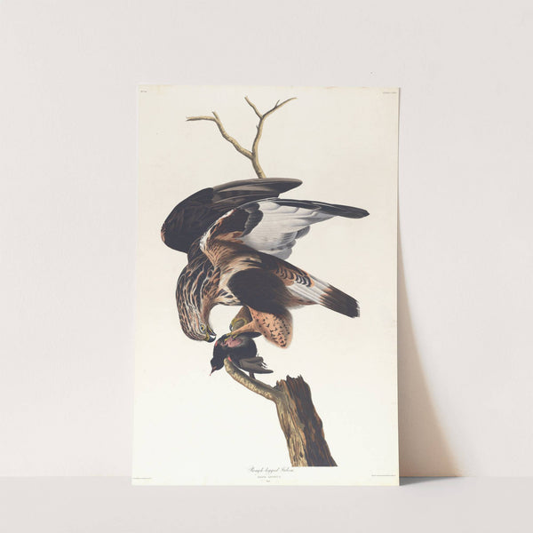 Rough-legged falcon by John James Audubon