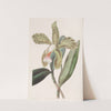 Rough-Lipped Cattleya by Sydenham Edwards
