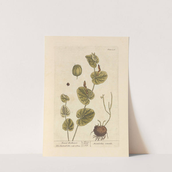 Round birthwort by Elizabeth Blackwell