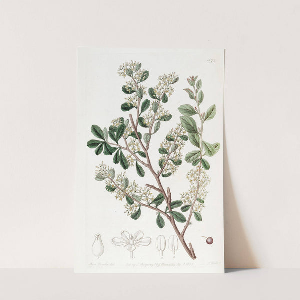Round-leaved Duvaua by Sydenham Edwards