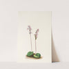 Roundleaf Orchis. (Orchis rotundifolia) (1925) by Mary Vaux Walcott