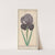 Rouw iris (Iris susiana) de suzyaensche lisbloeme iris Calcedonica. iris Susiana major. iris de suze. (1596-1610) by Anselmus Boëtius de Boodt