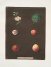 Royal Dauphin, Wine sour, Prune, Myrabolan and Carnation plums. (1812)