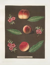 Royal George, Royal Charlotte, and the French Mignonne, or Minion Peaches. (1812)