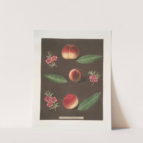 Royal George, Royal Charlotte, and the French Mignonne, or Minion Peaches. (1812) by George Brookshaw