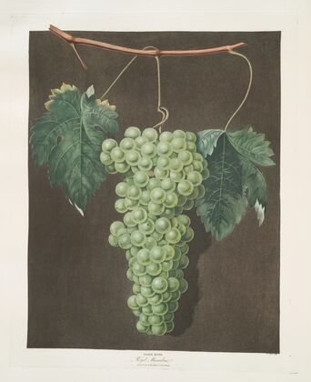 Royal muscadine (grapes). (1812)