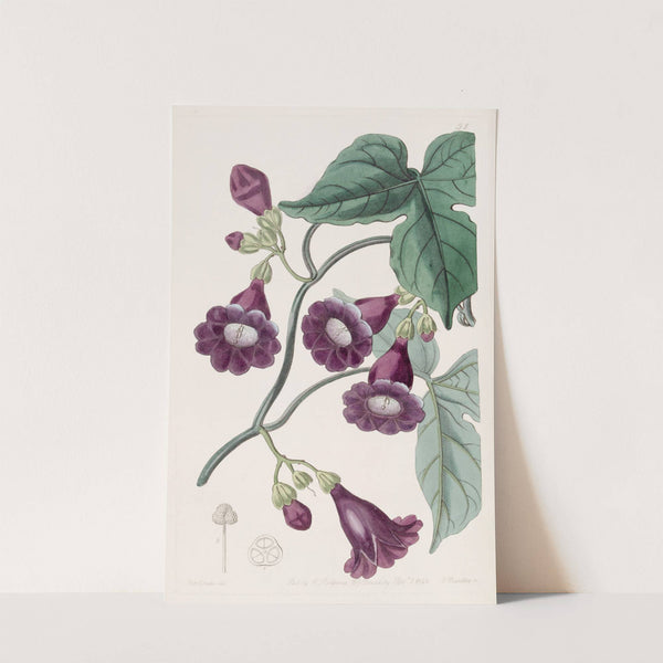 Royal Purple Gaybine by Sydenham Edwards
