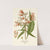 Royle’s Balsam (1896-1897) by Edward Step