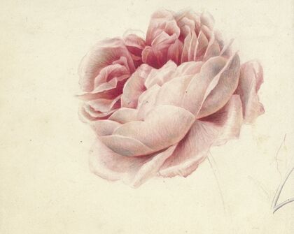 Roze roos