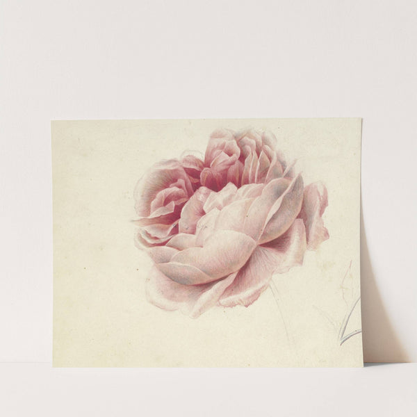 Roze roos by Georgius Jacobus Johannes van Os