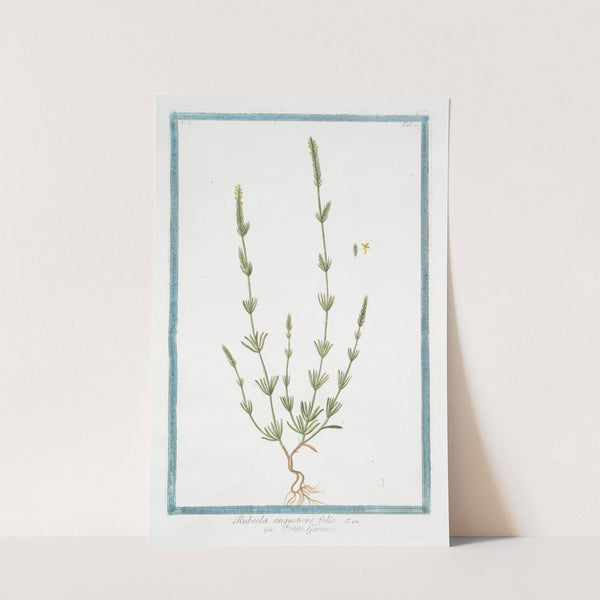 Rubeola angustiore folio - Petite Garance by Giorgio Bonelli