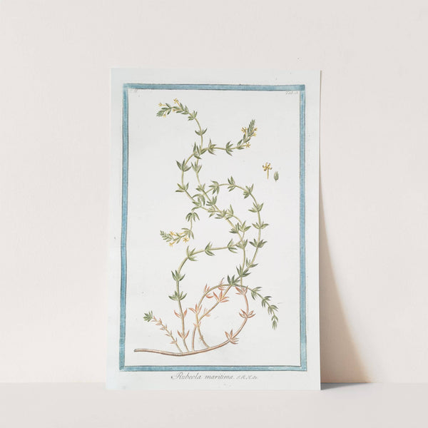 Rubeola maritima by Giorgio Bonelli