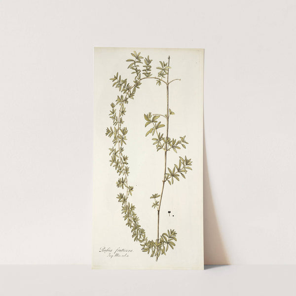 Rubia fruticosa by Nikolaus Joseph Freiherr von Jacquin