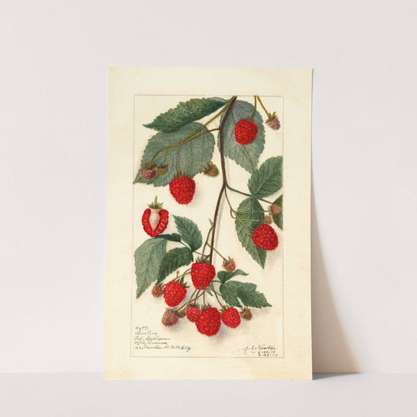 Rubus by Amanda Almira Newton