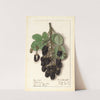 Rubus: Agawam by Ellen Isham Schutt