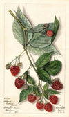 Rubus: Andrews
