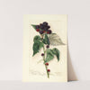 Rubus: Black Pearl by Mary Daisy Arnold
