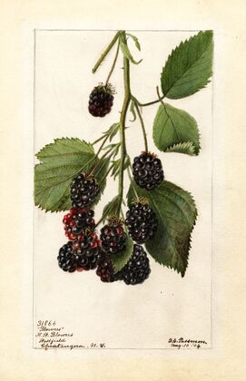 Rubus: Blowers