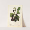 Rubus: Blowers by Deborah Griscom Passmore