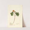 Rubus chamaemorus by Ellen Isham Schutt