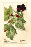Rubus: Conrath