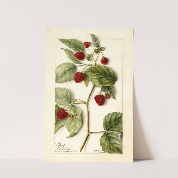 Rubus: Cuthbert by Bertha Heiges