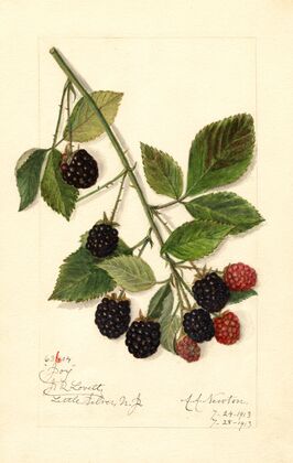 Rubus: Joy