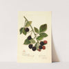 Rubus: Joy by Amanda Almira Newton