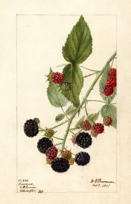 Rubus: Reward
