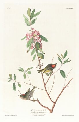 Ruby crowned wren