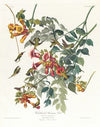 Ruby-throated humming bird