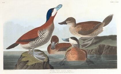 Ruddy duck