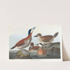 Ruddy duck by John James Audubon