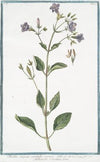 Ruellia strepens, capitulis comosis – Adhatoda Carolina. (Wild petunia)