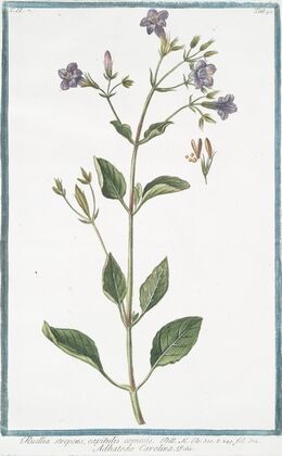 Ruellia strepens, capitulis comosis – Adhatoda Carolina. (Wild petunia)