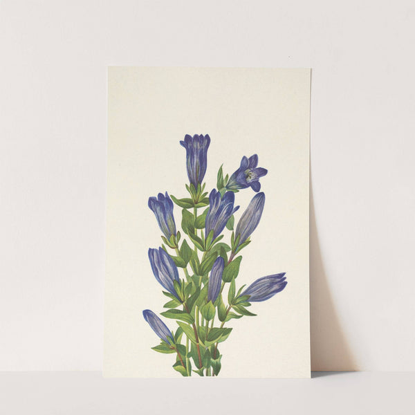 Ruff Gentian. Gentiana calycosa (1925) by Mary Vaux Walcott
